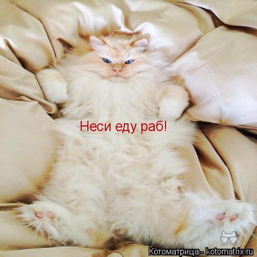 Котоматрица: Неси еду раб!