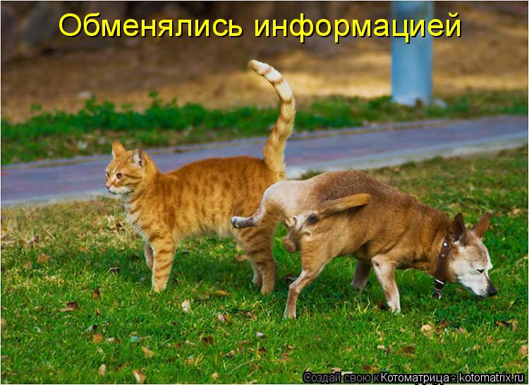 Котоматрица: Обменялись информацией