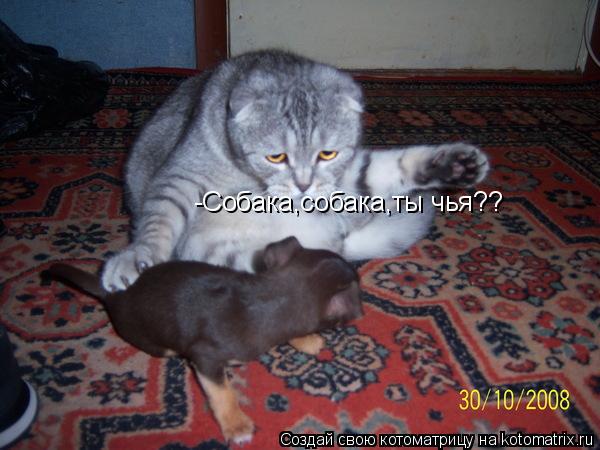 Котоматрица: -Собака,собака,ты чья??