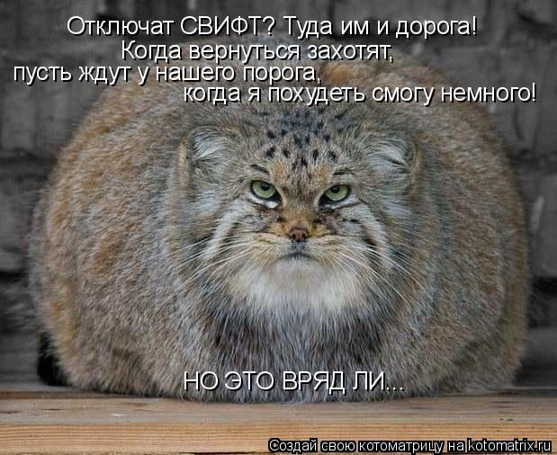 Котоматрица: Отключат СВИФТ? Туда им и дорога! Когда вернуться захотят,  пусть ждут у нашего порога,  когда я похудеть смогу немного! НО ЭТО ВРЯД ЛИ...