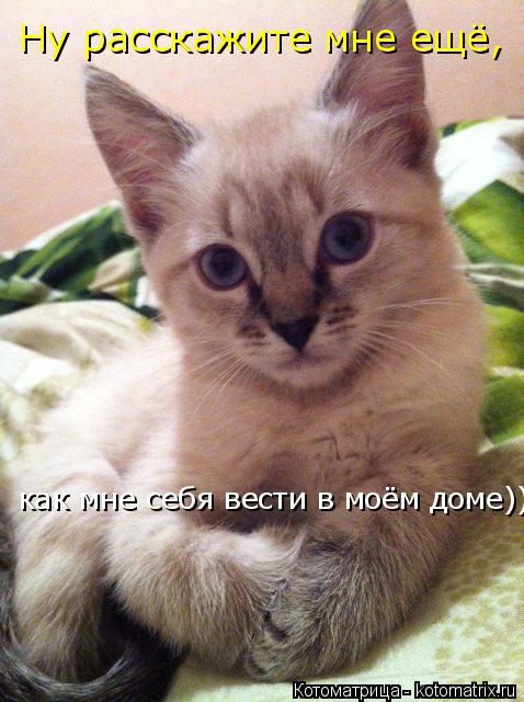 Котоматрица: как мне себя вести в моём доме)) Ну расскажите мне ещё,