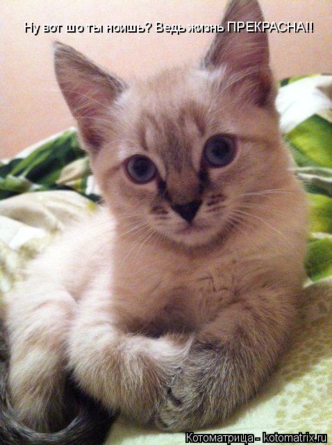 Котоматрица: Ну вот шо ты ноишь? Ведь жизнь ПРЕКРАСНА!!