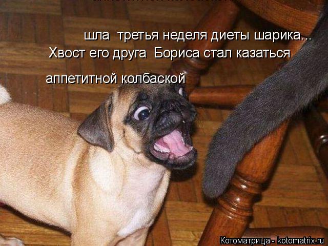 Котоматрица: шла  третья неделя диеты шарика... Хвост его друга  Бориса стал казаться  аппетитной колбаской аппетитной колбаской