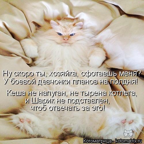 Котоматрица: Ну скоро ты, хозяйка, сфотаешь меня? У боевой девчонки планов на полдня! Кеша не напуган, не тырена котлета, и Шарик не подставлен, чтоб отвеч