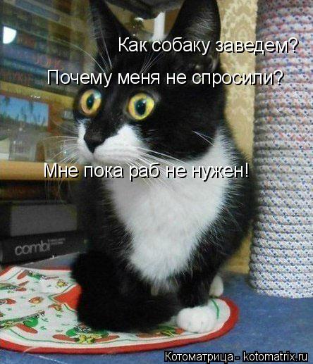 Котоматрица: Как собаку заведем? Почему меня не спросили? Мне пока раб не нужен!