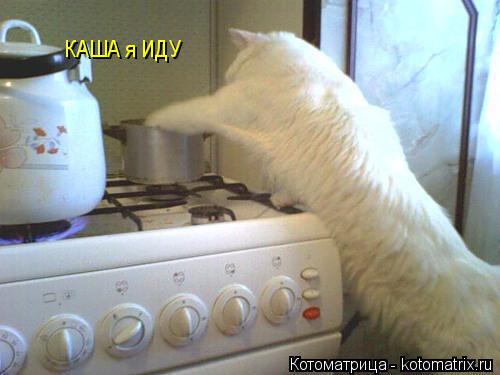 Котоматрица: КАША я ИДУ