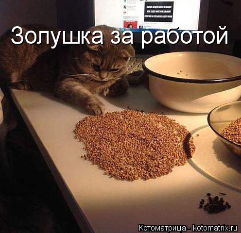 Котоматрица: Золушка за работой