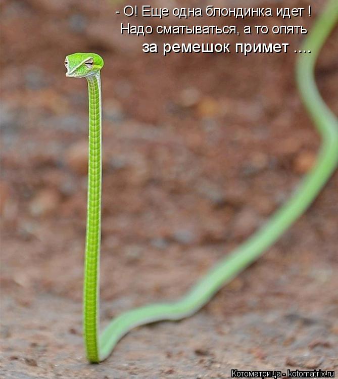 Котоматрица: - О! Еще одна блондинка идет ! Надо сматываться, а то опять за ремешок примет ....