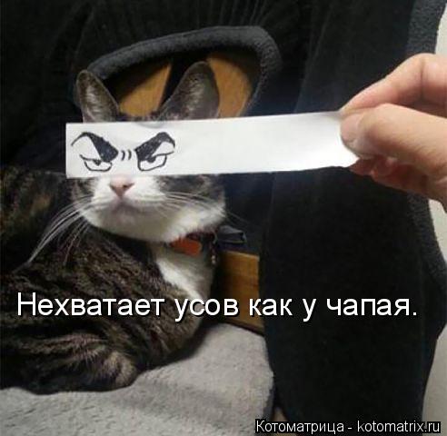 Котоматрица: Нехватает усов как у чапая.