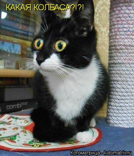 Котоматрица: КАКАЯ КОЛБАСА?!?!