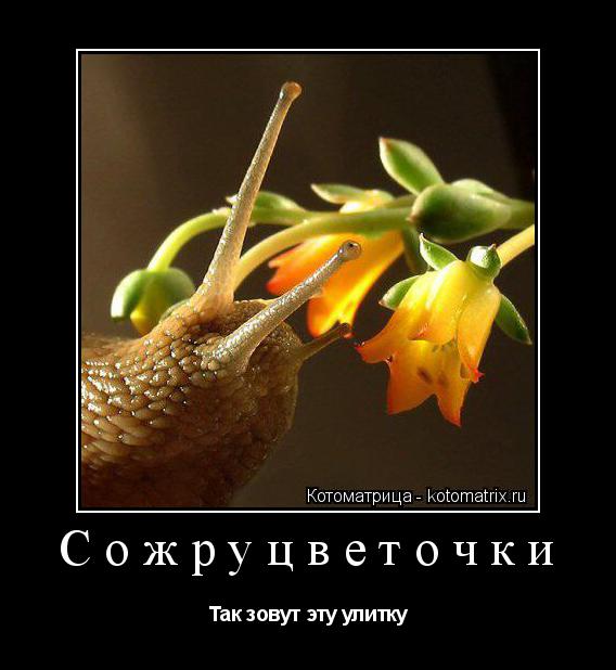 Котоматрица: Сожруцветочки Так зовут эту улитку