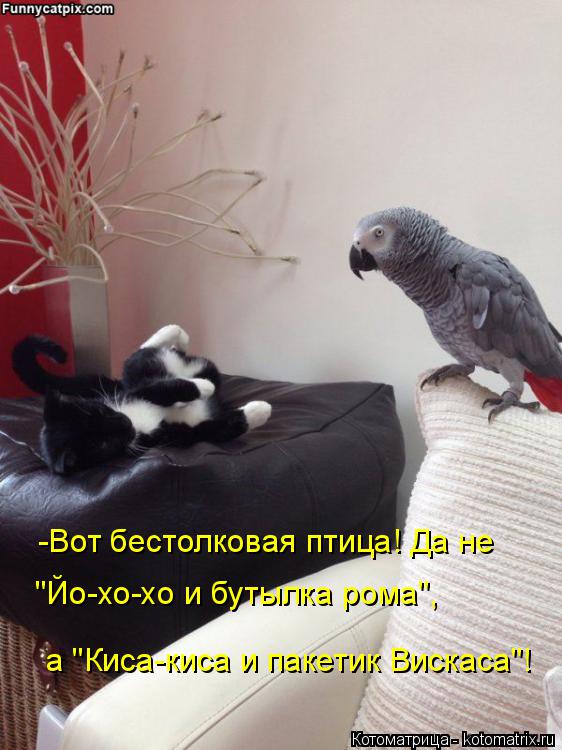 Котоматрица: -Вот бестолковая птица! Да не "Йо-хо-хо и бутылка рома", а "Киса-киса и пакетик Вискаса"!