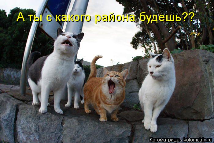 Котоматрица: А ты с какого района будешь??