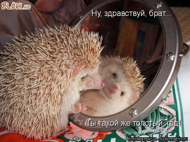Котоматрица: Ну, здравствуй, брат... Ну, здравствуй, брат... Ты такой же толстый, гад!