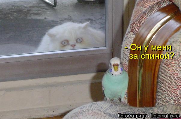 Котоматрица: - Он у меня  за спиной?