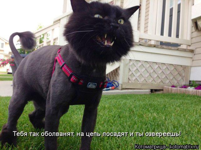 Котоматрица: Тебя так оболванят, на цепь посадят и ты озвереешь!