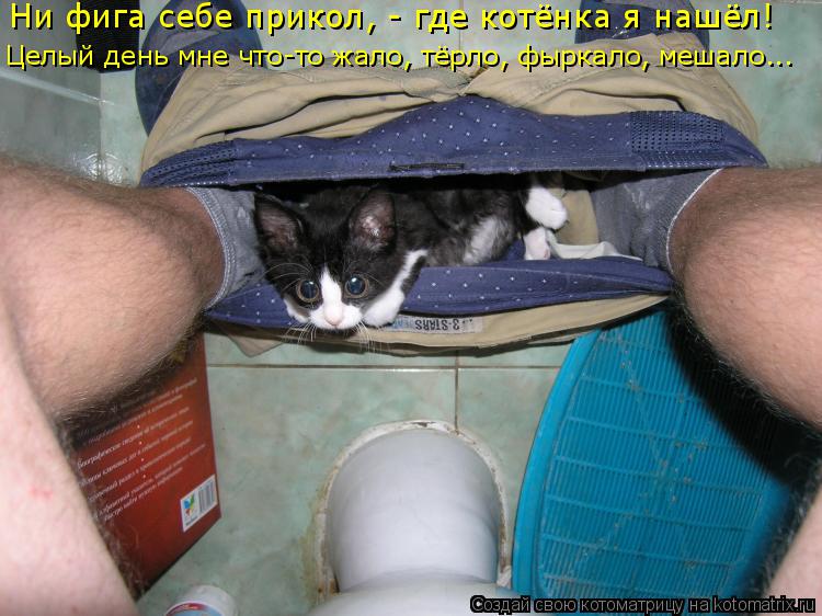 Котоматрица: Ни фига себе прикол, - где котёнка я нашёл! Целый день мне что-то жало, тёрло, фыркало, мешало...