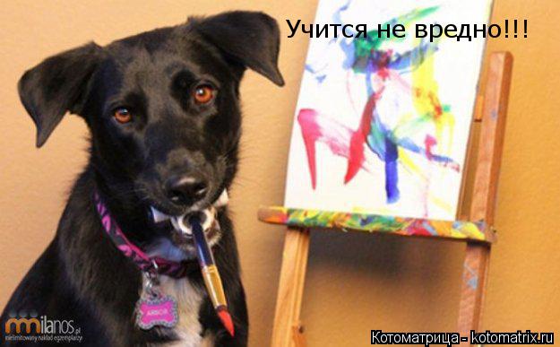 Котоматрица: Учится не вредно!!!
