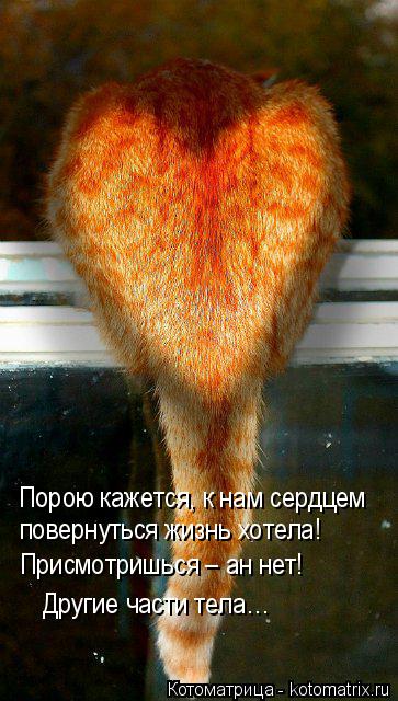 Порою кажется, к нам сердцем повернуться жизнь хотела! Присмотришься – ан нет! Другие части тела…... Котоматрица: Порою кажется, к нам сердцем повернуться жизнь хотела! Присмотришься – ан нет! Другие части тела…