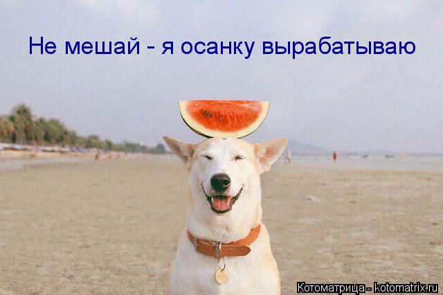 Котоматрица: Не мешай - я осанку вырабатываю