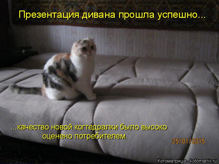 Котоматрица: Презентация дивана прошла успешно... ...качество новой когтедралки было высоко оценено потребителем.