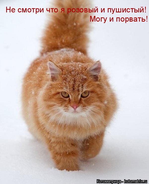 Котоматрица: Не смотри что я розовый и пушистый!  Могу и порвать!