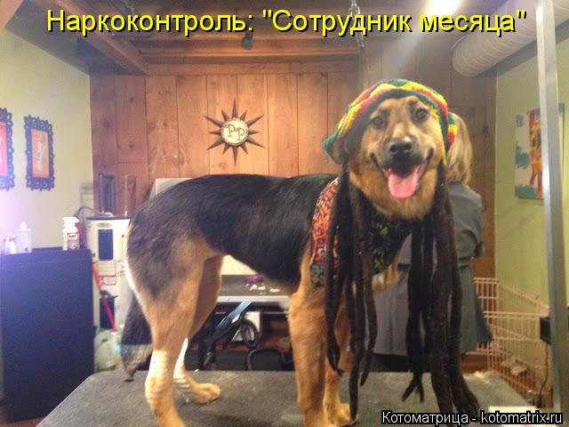 Котоматрица: Наркоконтроль: "Сотрудник месяца"