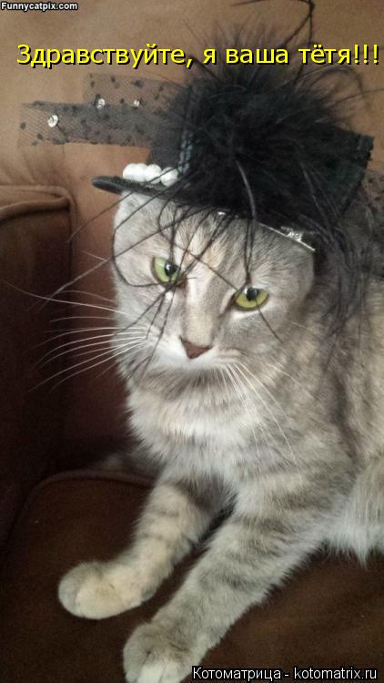 Котоматрица: Здравствуйте, я ваша тётя!!!