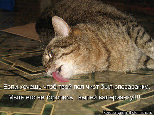 Котоматрица: Если хочешь чтоб твой пол чист был спозаранку...... Мыть его не торопись...вылей валерианку!!!!