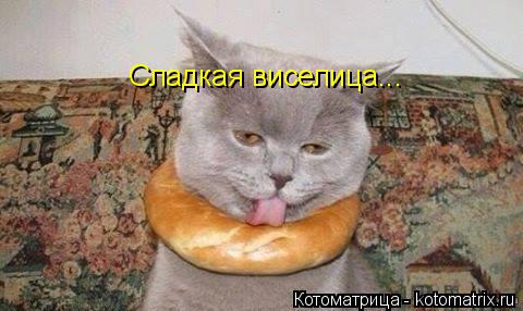 Котоматрица: Сладкая виселица...