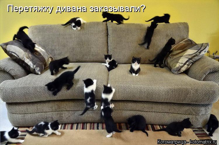 Котоматрица: Перетяжку дивана заказывали?
