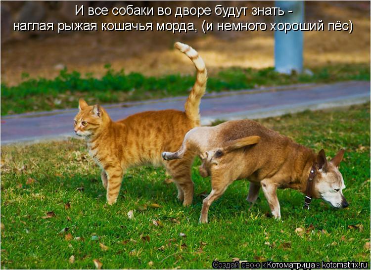 Котоматрица: И все собаки во дворе будут знать - наглая рыжая кошачья морда, (и немного хороший пёс)