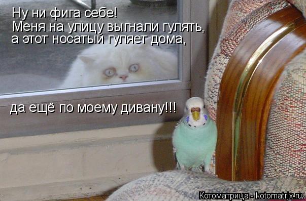 Котоматрица: Ну ни фига себе! а этот носатый гуляет дома,   Меня на улицу выгнали гулять,  да ещё по моему дивану!!!