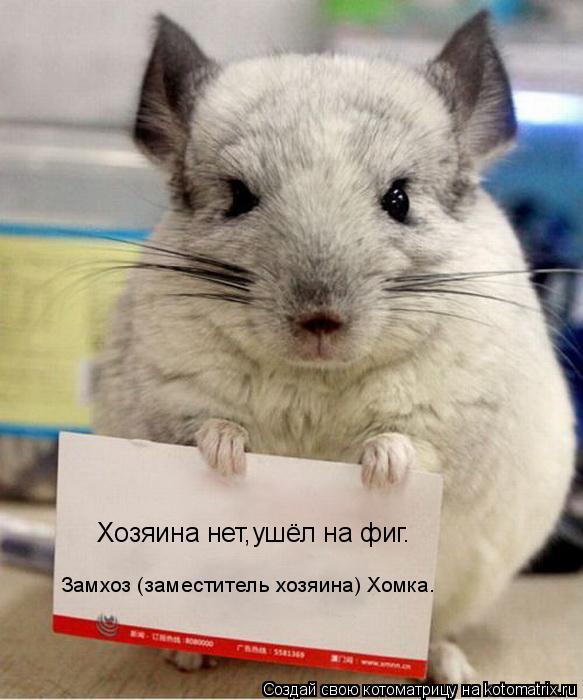 Котоматрица: Хозяина нет,ушёл на фиг. Замхоз (заместитель хозяина) Хомка.