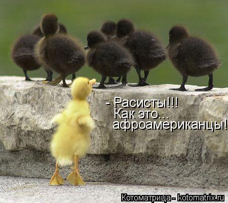 Котоматрица: - Расисты!!! Как это... афроамериканцы!