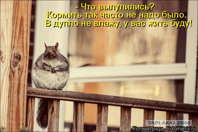 Котоматрица: - Что вылупились?  Кормить так часто не надо было.  В дупло не влажу, у вас жить буду!