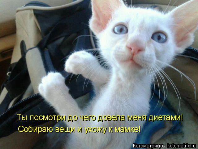 Котоматрица: Ты посмотри до чего довела меня диетами! Собираю вещи и ухожу к мамке!