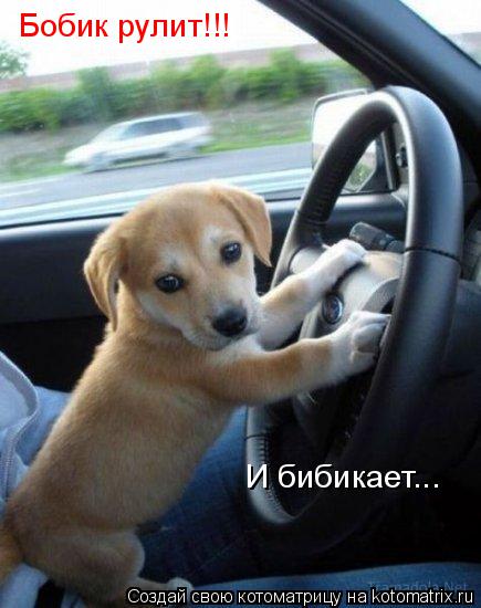 Котоматрица: Бобик рулит!!! И бибикает...