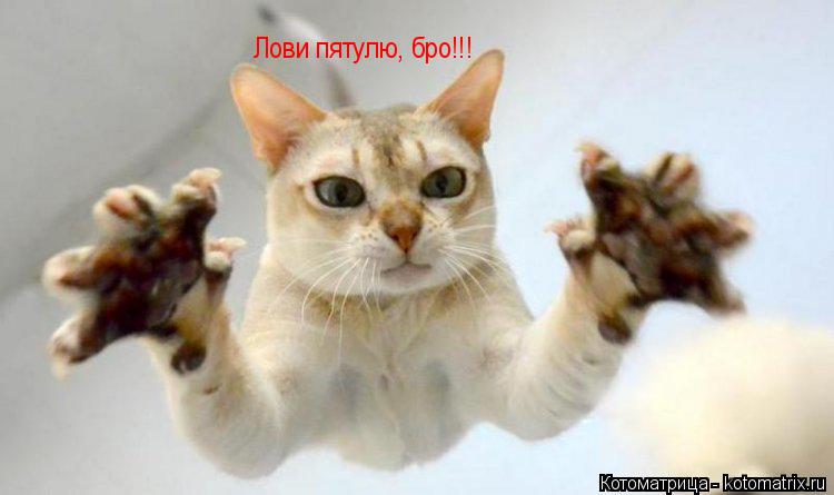 Котоматрица: Лови пятулю, бро!!!