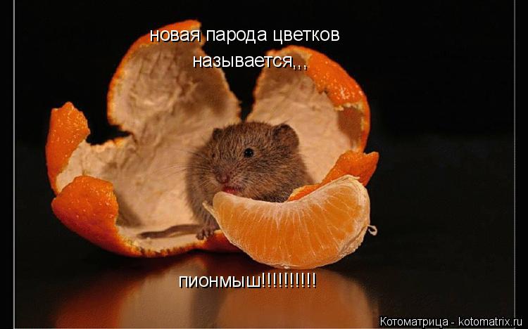 Котоматрица: новая парода цветков называется,,, пионмыш!!!!!!!!!!