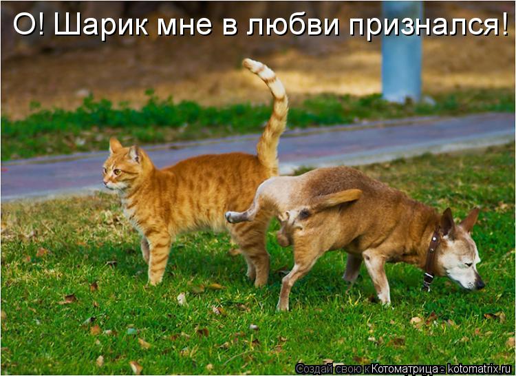 Котоматрица: О! Шарик мне в любви признался!