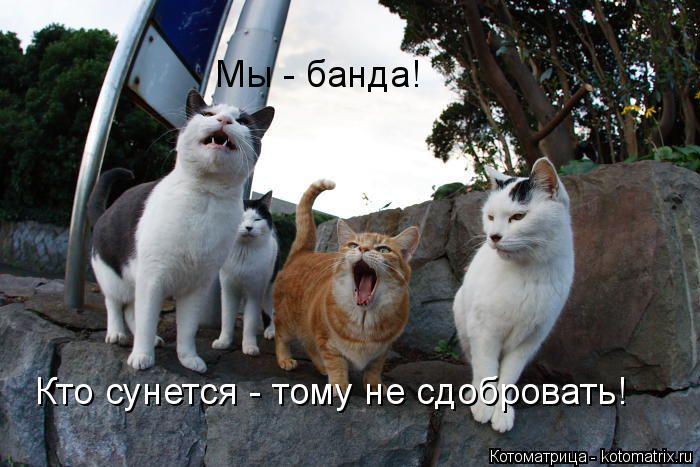 Котоматрица: Мы - банда! Кто сунется - тому не сдобровать!