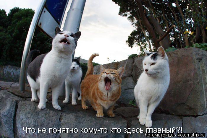 Котоматрица: Что не понятно кому-то кто здесь главный?!