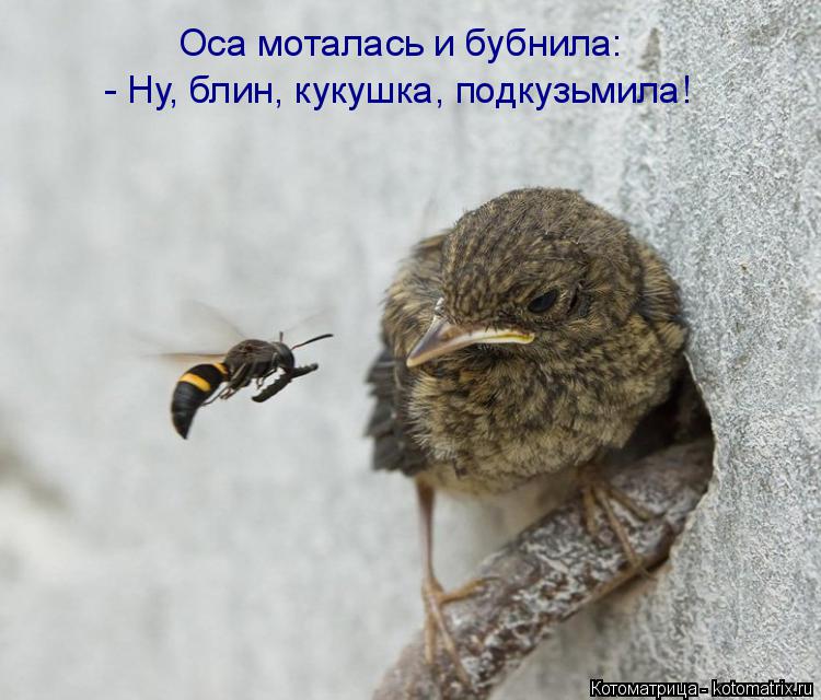 Котоматрица: Оса моталась и бубнила: - Ну, блин, кукушка, подкузьмила!
