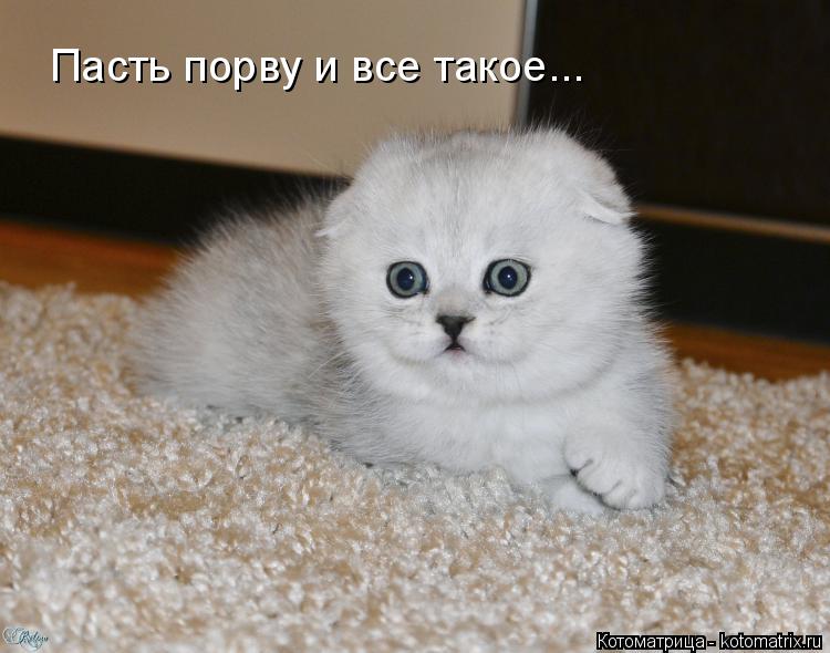 Котоматрица: Пасть порву и все такое...