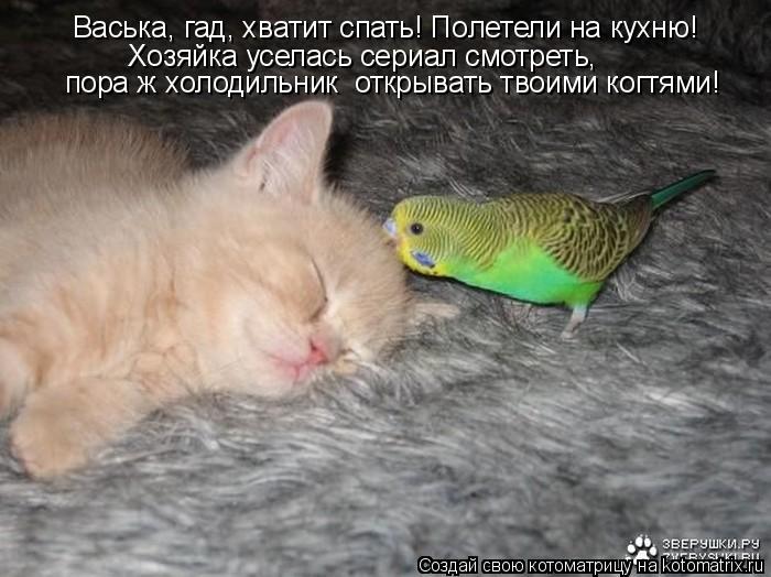 Котоматрица: Васька, гад, хватит спать! Полетели на кухню! Хозяйка уселась сериал смотреть,  пора ж холодильник  открывать твоими когтями!