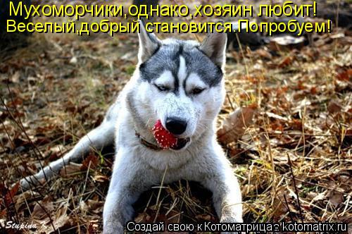 Котоматрица: Мухоморчики,однако,хозяин любит! Веселый,добрый становится.Попробуем!