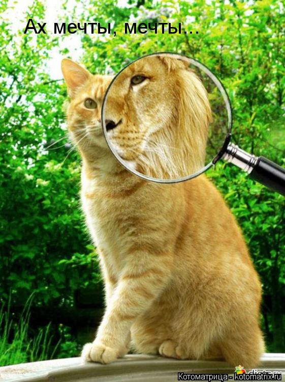 Котоматрица: Ах мечты, мечты...