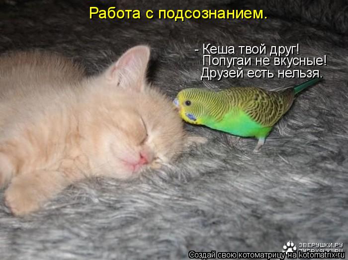 Котоматрица: Попугаи не вкусные! - Кеша твой друг! Друзей есть нельзя. Работа с подсознанием.