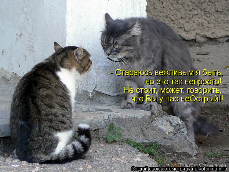 Котоматрица: - Стараюсь вежливым я быть,  но это так непросто! Не стоит, может, говорить,  что Вы у нас неОстрый!!